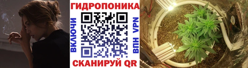 магазин  наркотиков  Мензелинск  Бошки Шишки SATIVA & INDICA 